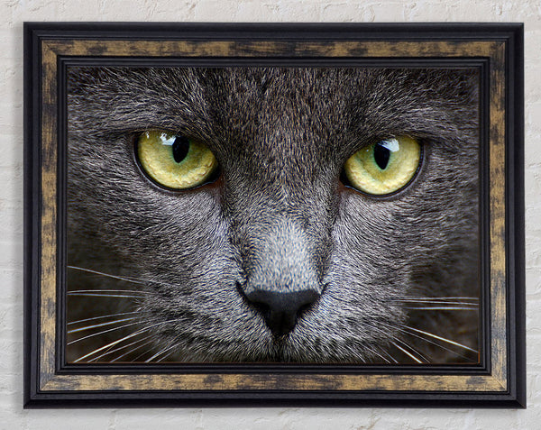 Smokey Grey Cat