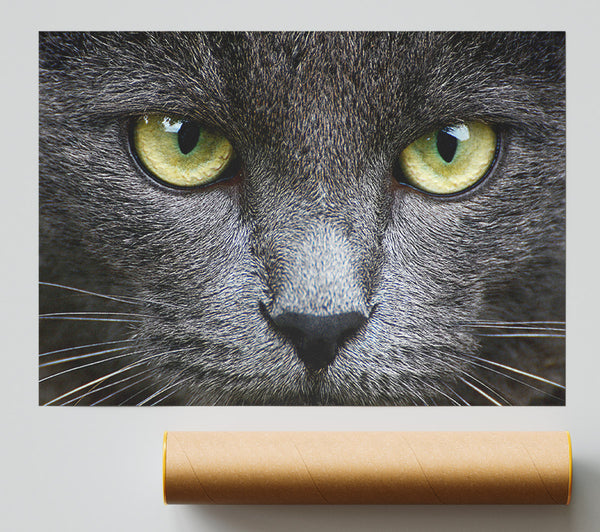 Smokey Grey Cat Print