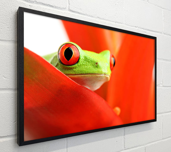 Red Leaf Frog
