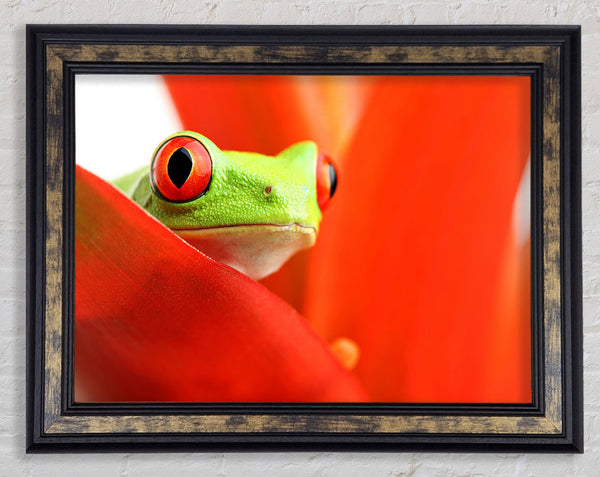 Red Leaf Frog Framed Print