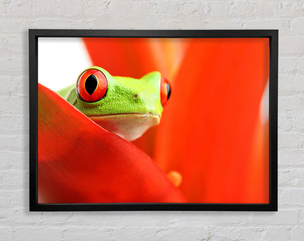 Roter Laubfrosch