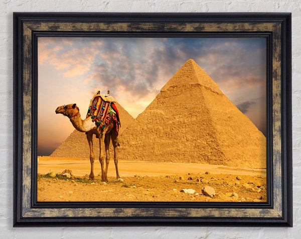Camel Pyramids Framed Print