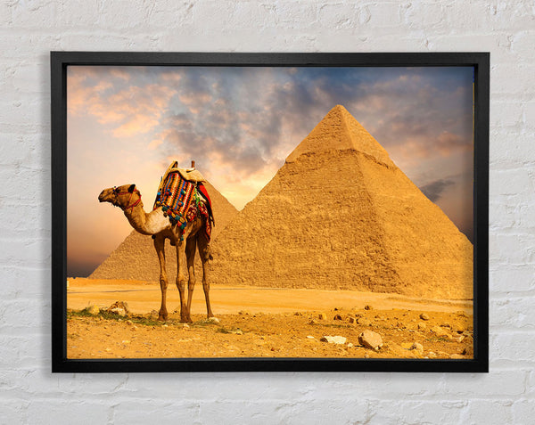 Camel Pyramids