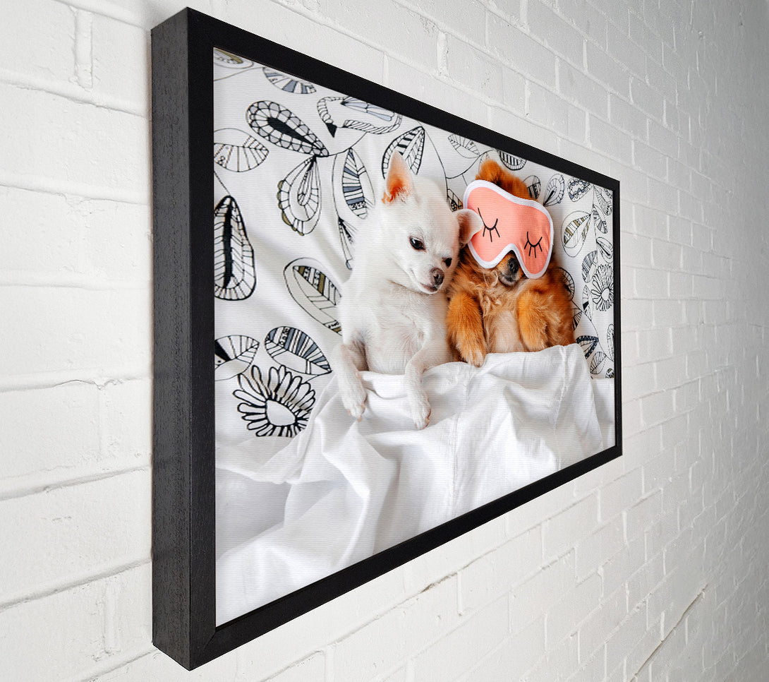  A Canvas Print of Chihuahua Bedtime Dog Love Canvas Art
