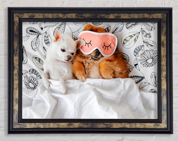Chihuahua Bedtime Dog Love Framed Print