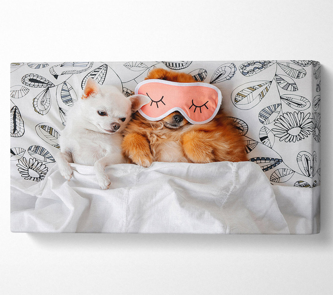  A Canvas Print of Chihuahua Bedtime Dog Love Canvas Art