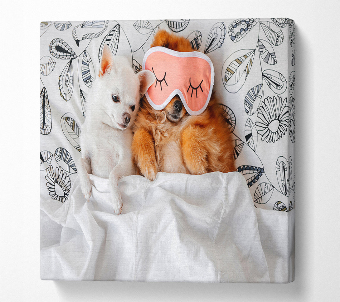  A Canvas Print of Chihuahua Bedtime Dog Love Canvas Art