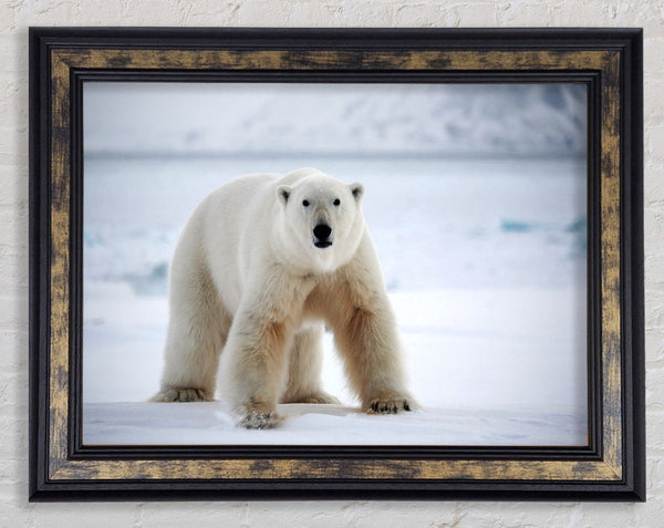 Polar Bear Snow Framed Print