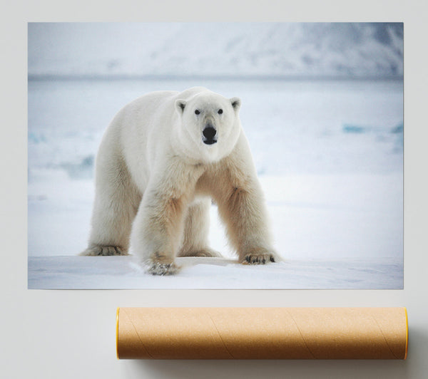 Polar Bear Snow Giclee Print