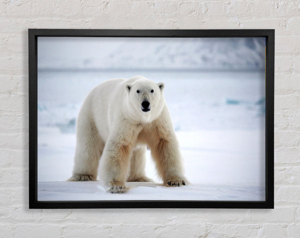 Polar Bear Snow Framed Print