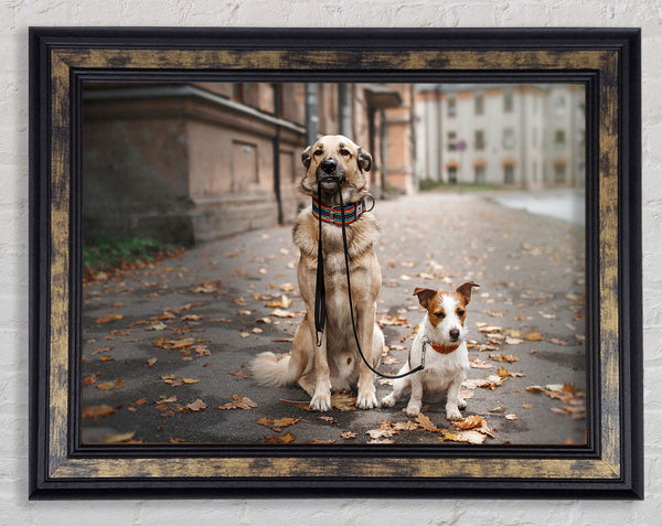 Dog Walking Dog Framed Print