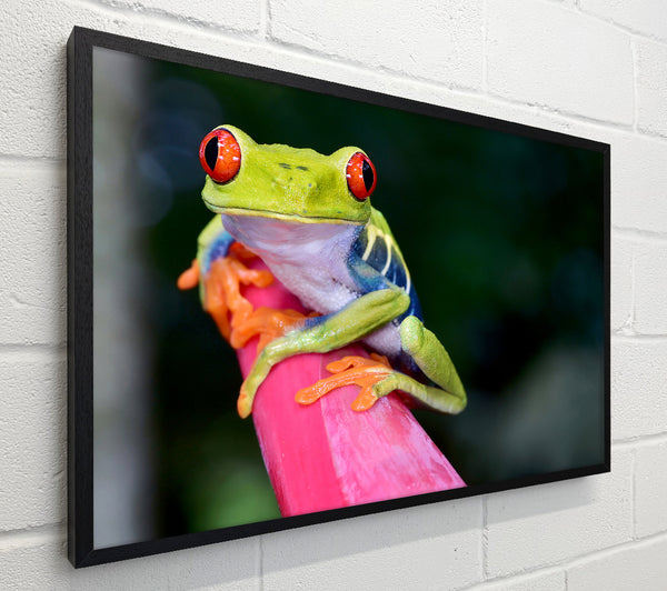 Here's Looking At You Frog