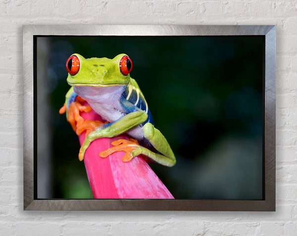 Hier schau ich dir an, Frosch