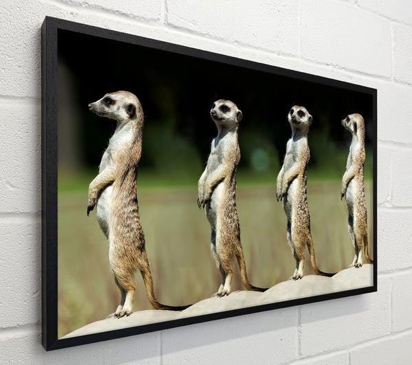 Meerkat Team