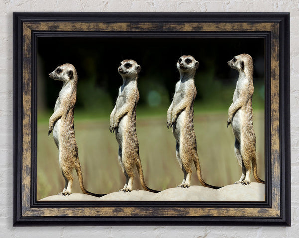 Meerkat Team Framed Print