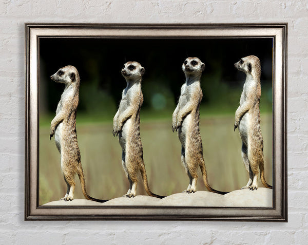 Erdmännchen-Team