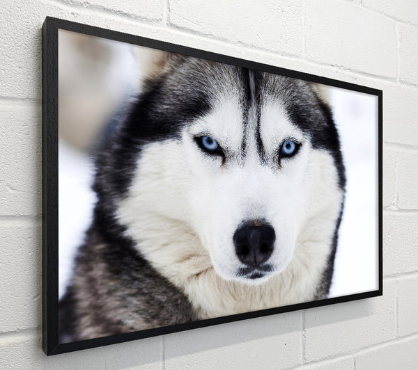 Husky Dog Snow Face