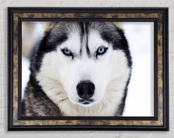 Husky Dog Snow Face Framed Print