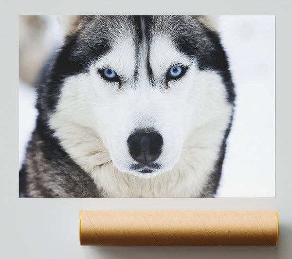Husky Dog Snow Face Print