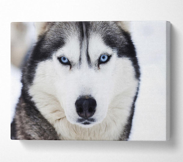  A Canvas Print of Husky Dog Snow Face Canvas Print