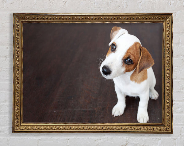 Inquisitive Dog Jack Russell Pup Framed Print