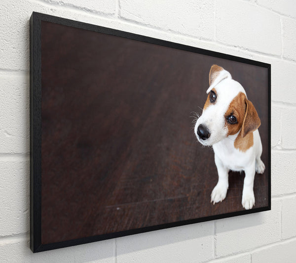 Inquisitive Dog Jack Russell Pup