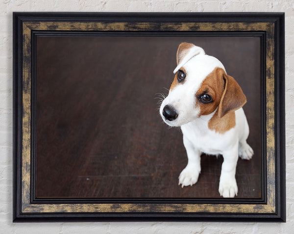 Inquisitive Dog Jack Russell Pup Framed Print