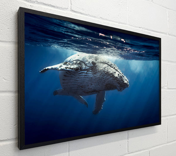 Humpback Whale Waters