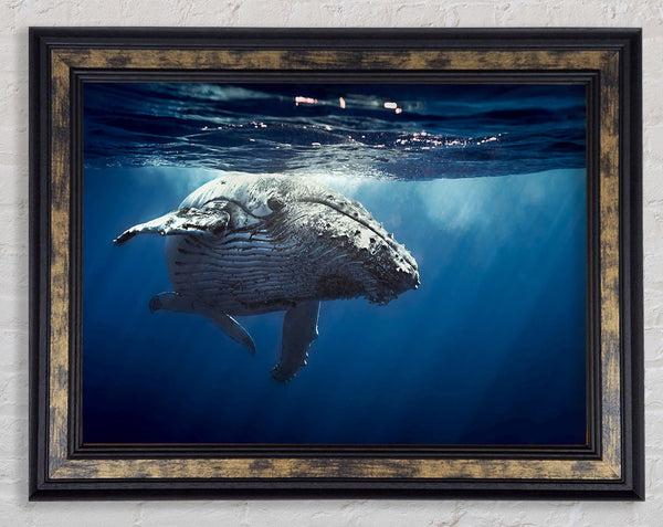 Humpback Whale Waters Framed Print