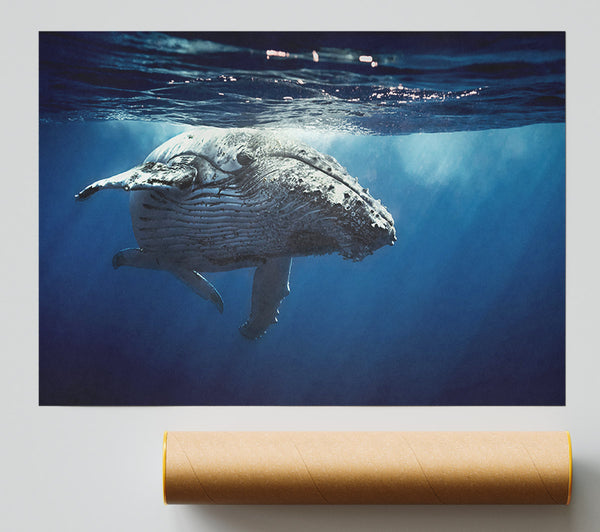 Humpback Whale Waters Giclee Print