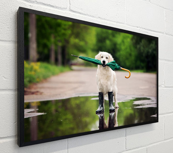 Dog Ready For A Walk In The Rain
