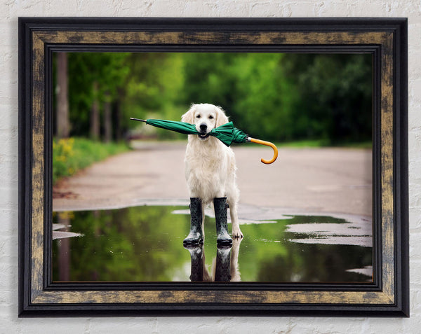 Dog Ready For A Walk In The Rain Framed Print
