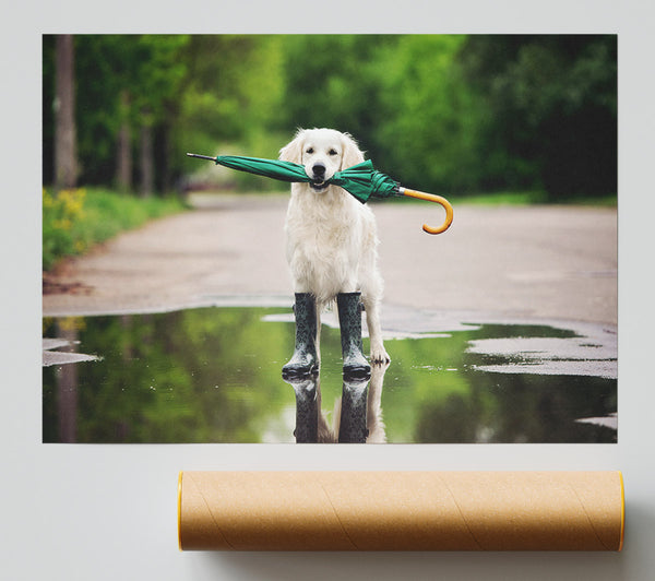 Dog Ready For A Walk In The Rain Poster