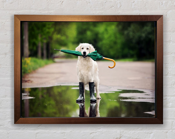 Hund bereit für einen Spaziergang im Regen