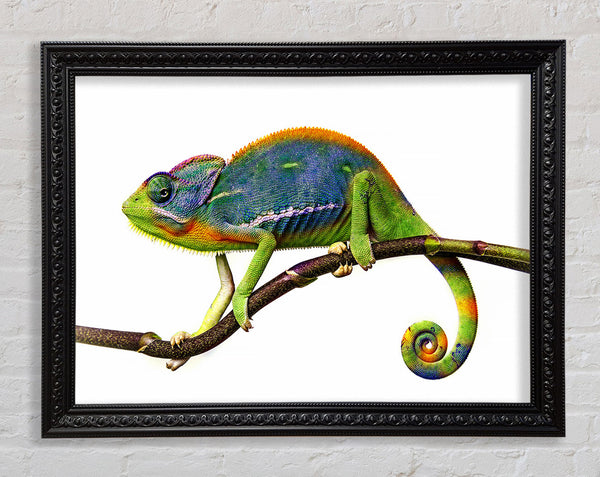 Chameleon Branch