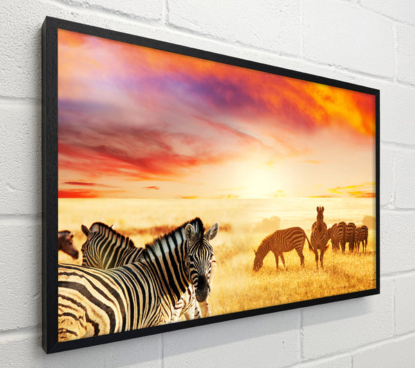 Zebra Sunset Safari