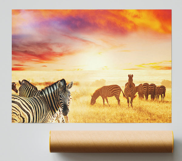 Zebra Sunset Safari Poster