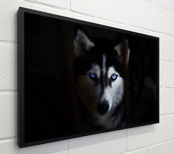 Husky Dog Wolf Face