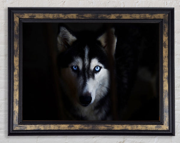 Husky Dog Wolf Face Framed Print