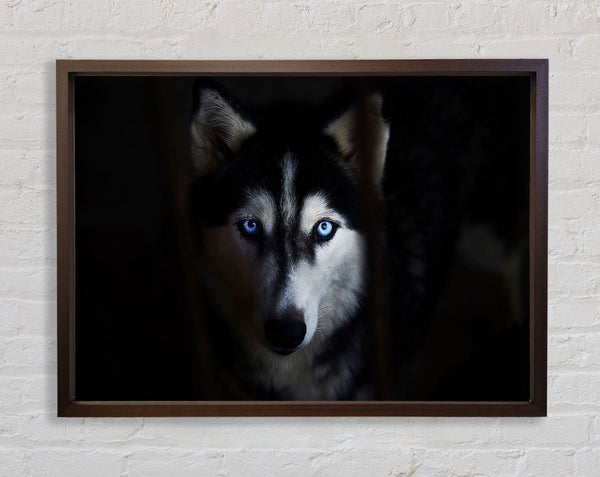 Husky Dog Wolf Face Framed Print