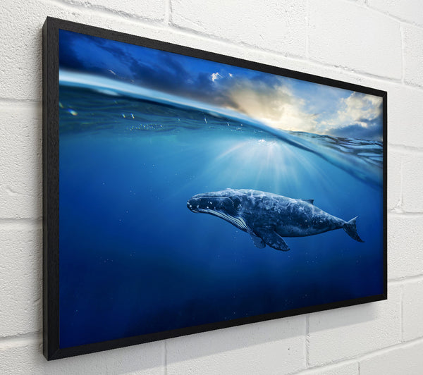Ocean Whale