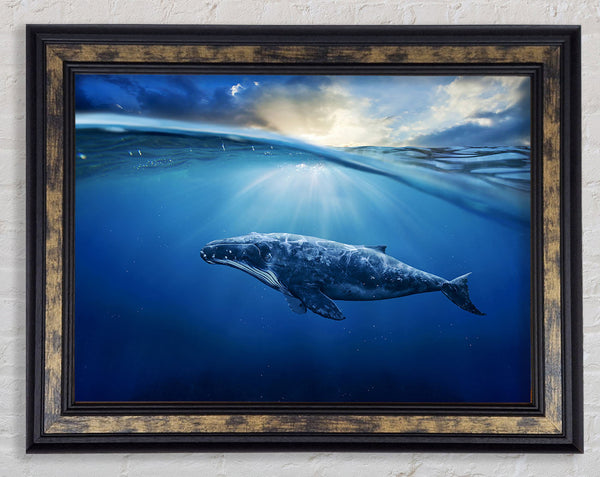 Ocean Whale Framed Print