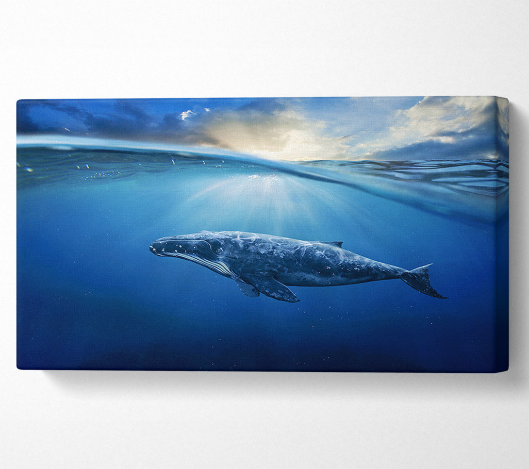 A Canvas Print of Ocean Whale Canvas Print