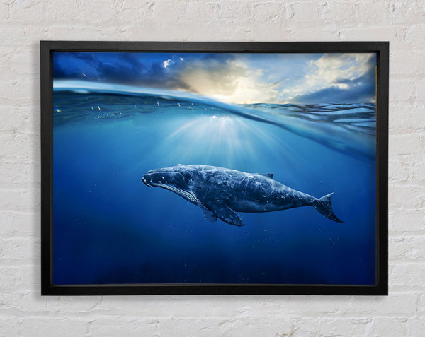 Ocean Whale Framed Print
