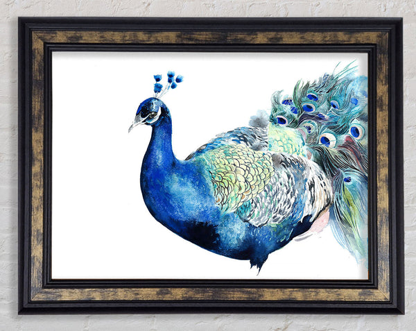 Peacock Blues Framed Print