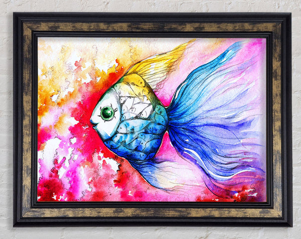 MultiColoured Fish