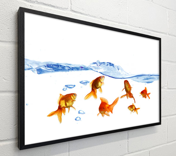 Goldfish Wave
