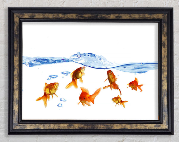 Goldfish Wave