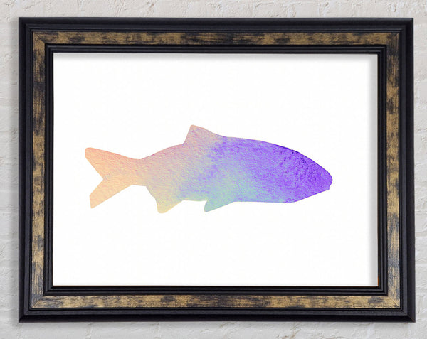 Rainbow Fish