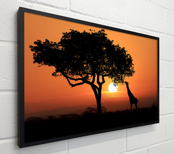 Giraffe Safari Sunset